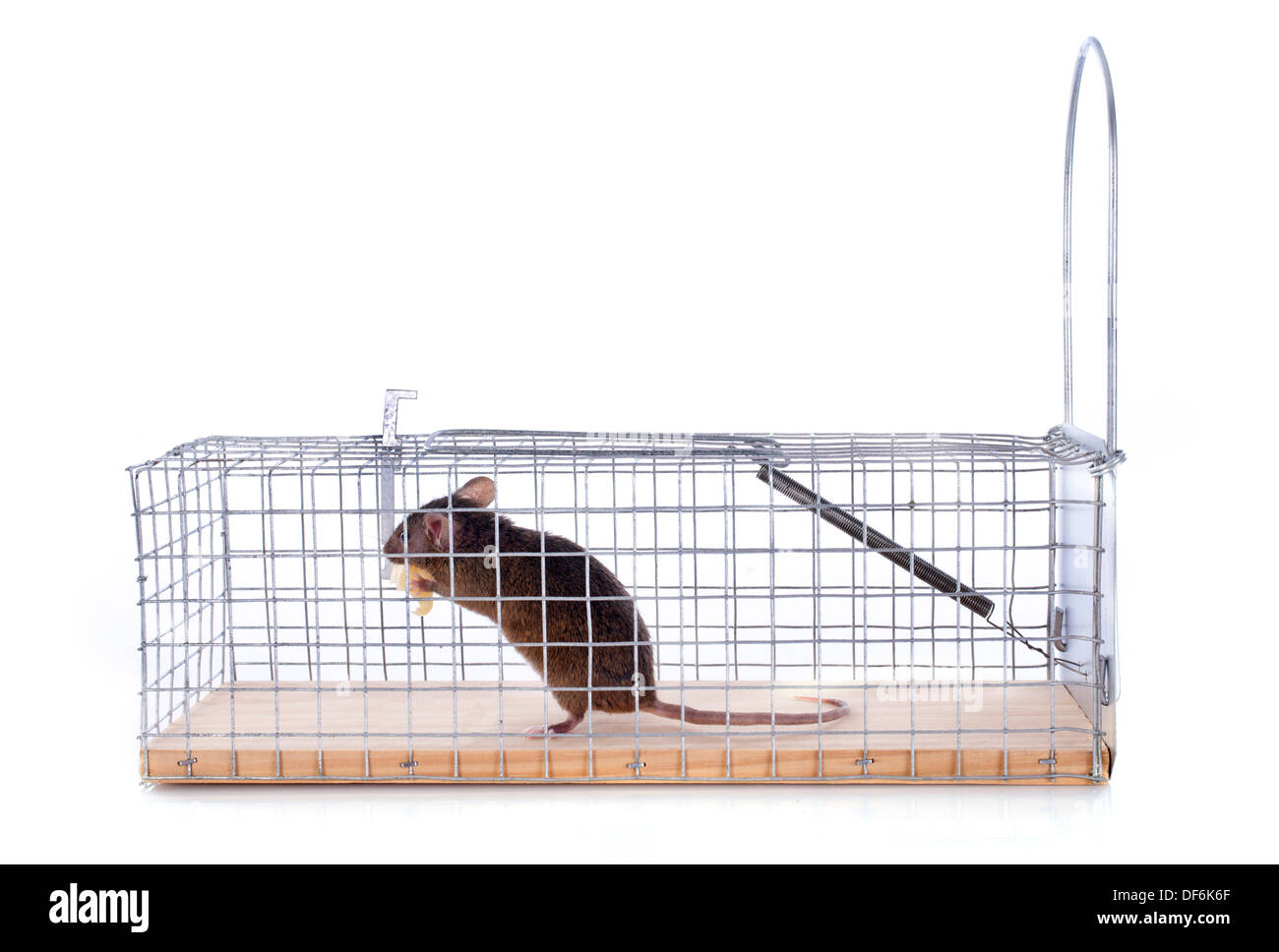 Close-up of a rat trapped in a mousetrap cage, Rodent control cage in house  Stock Photo - Alamy