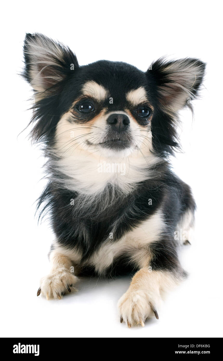 Black and tan chihuahua hires stock photography and images Alamy