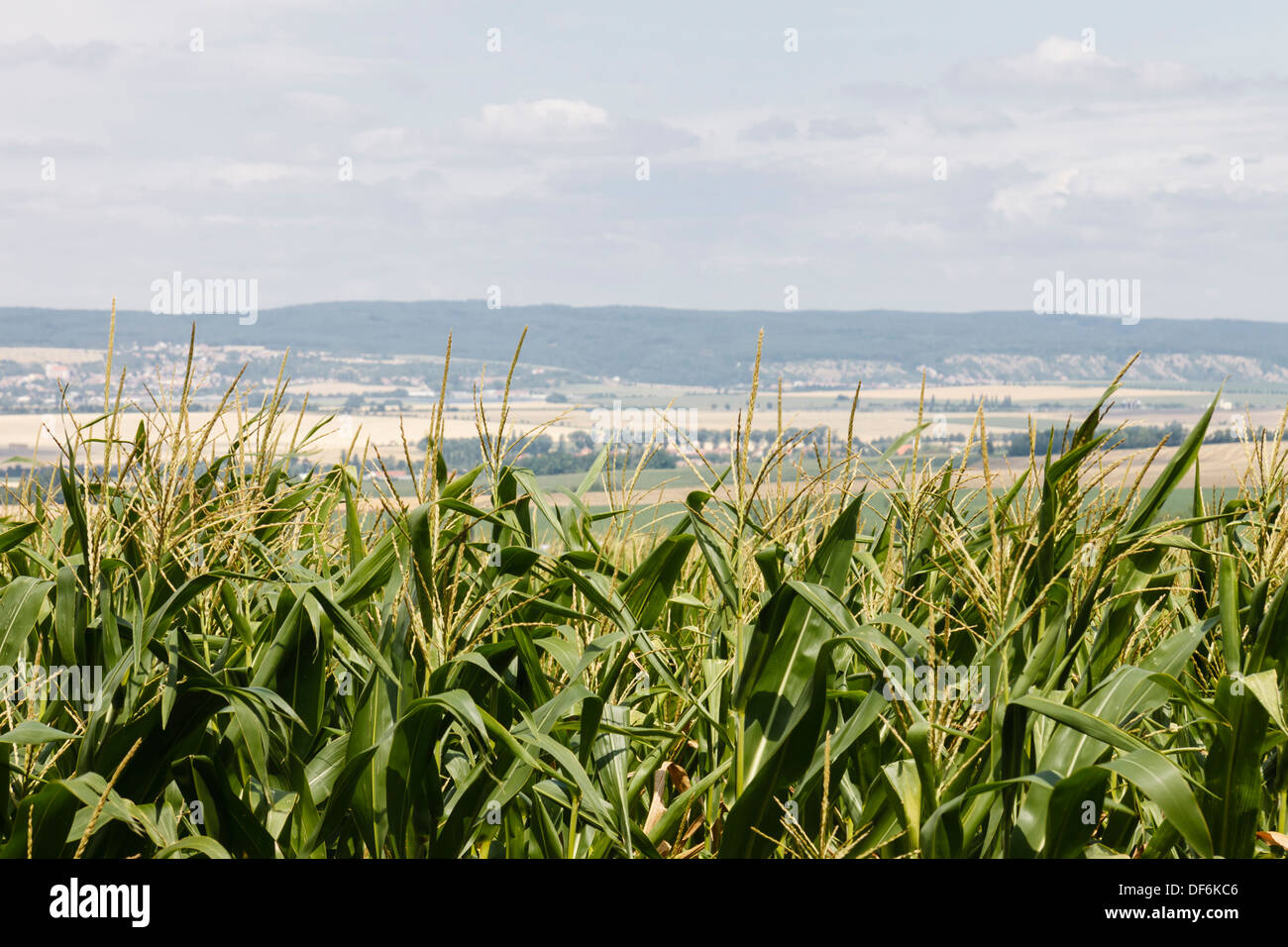Corn crops at the fields of Austerlitz, Czech Republic Stock Photo - Alamy