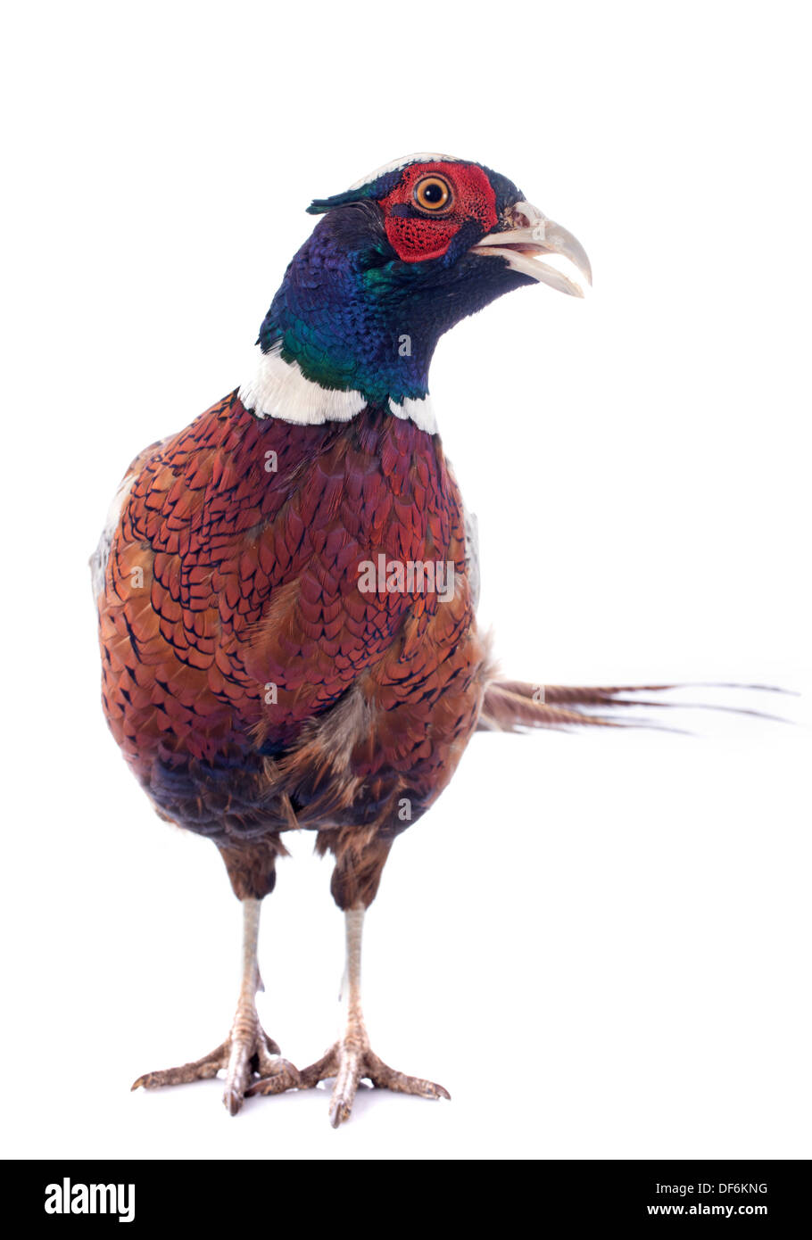 male european pheasant in front of white background Stock Photo