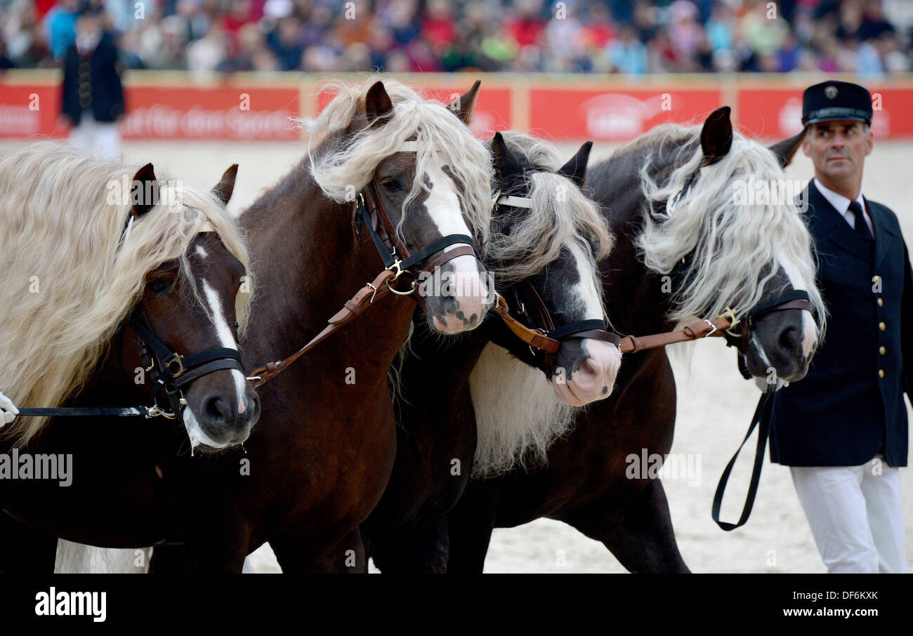 Cold blooded stallions hires stock photography and images Alamy Cold blooded stallions hires stock photography and images Alamy