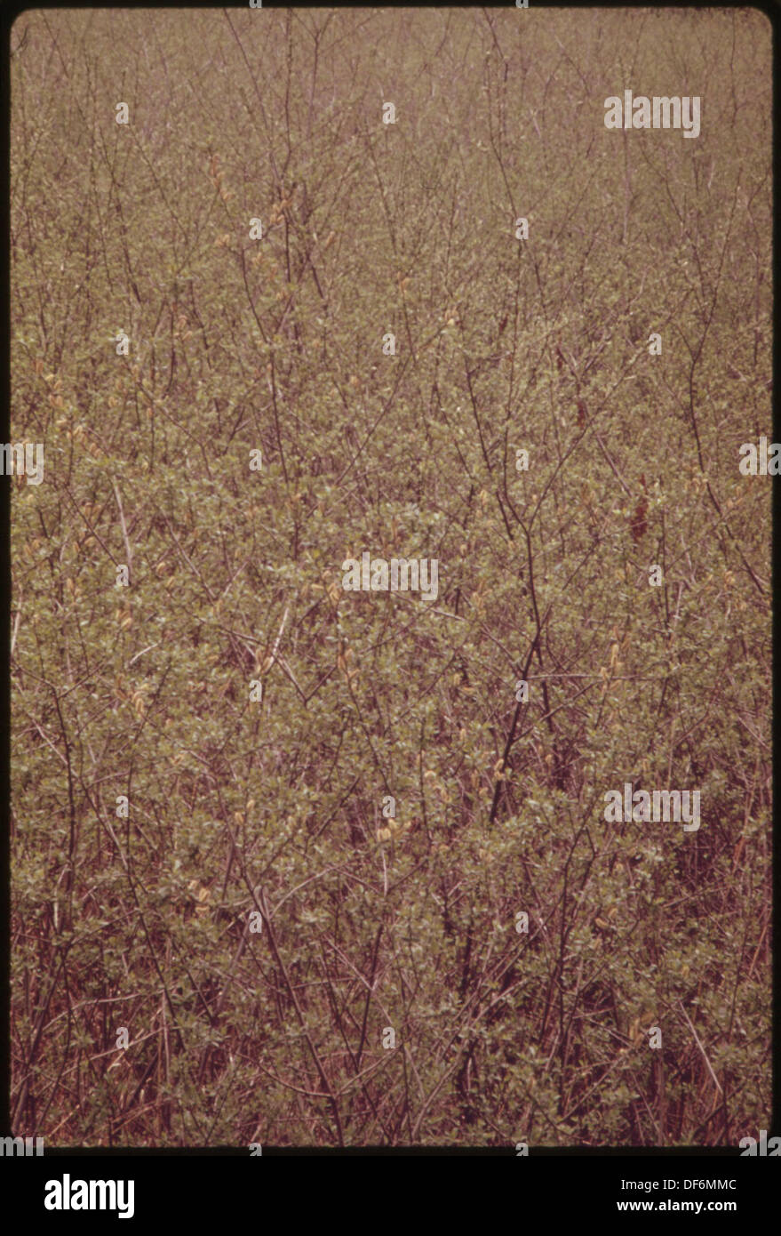 NATURAL WILLOW MONOCULTURE CAUSED BY SATURATED SOIL IN A WET BOTTOM