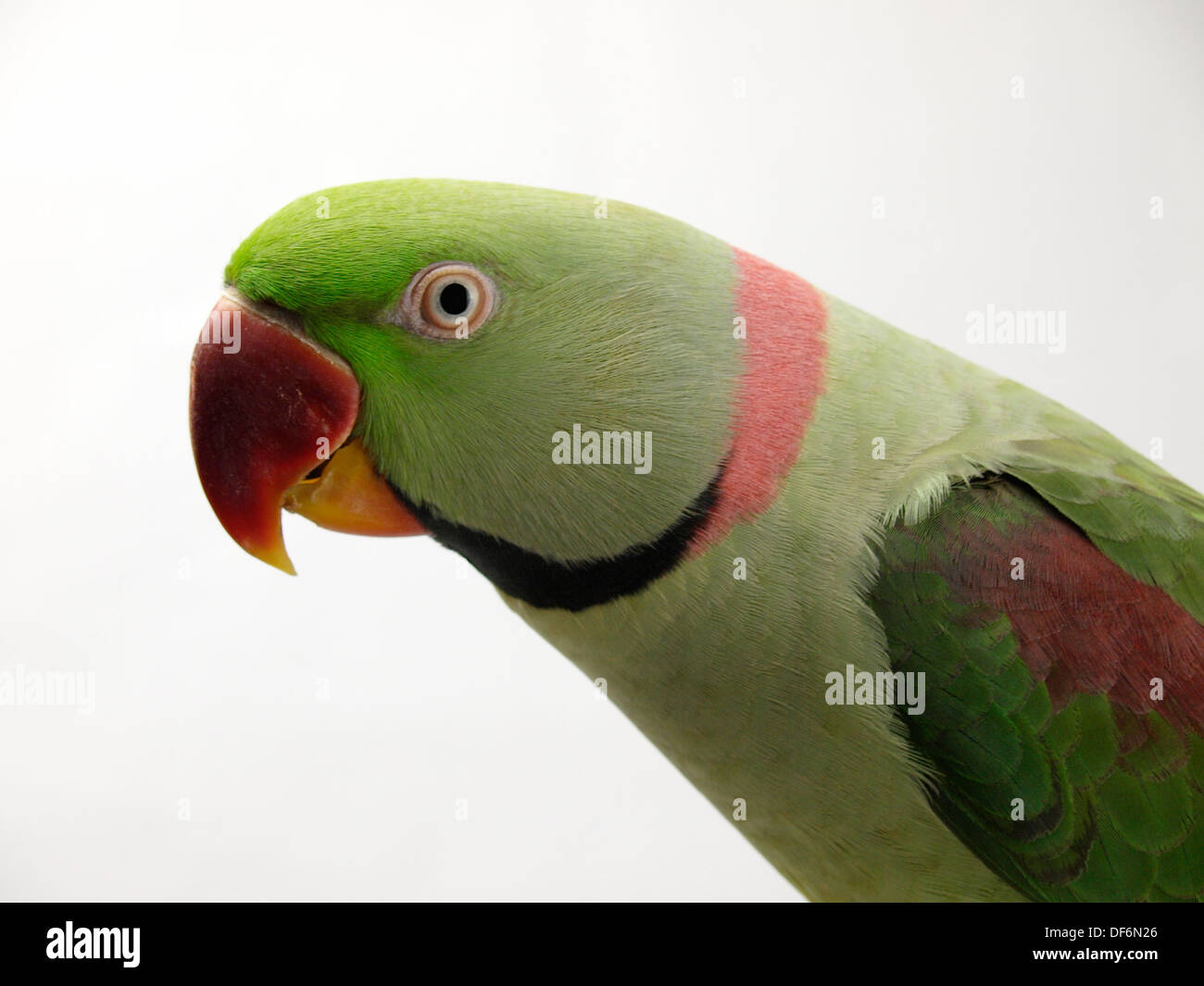 Alexandrine Parakeet / Alexandrian Parrot (Psittacula eupatria Stock ...