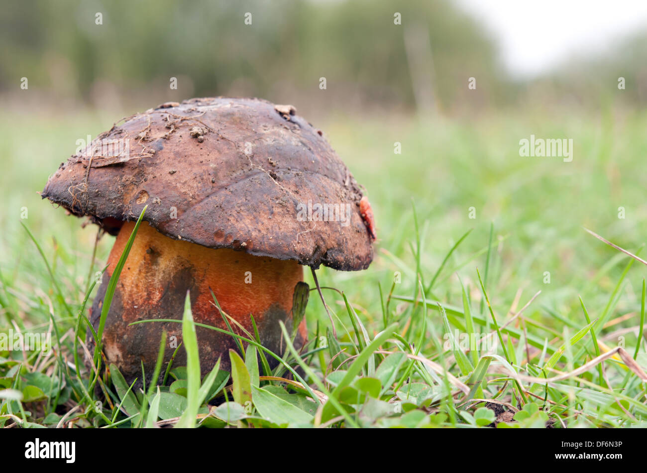 black mushroom in green grass Stock Photo Alamy