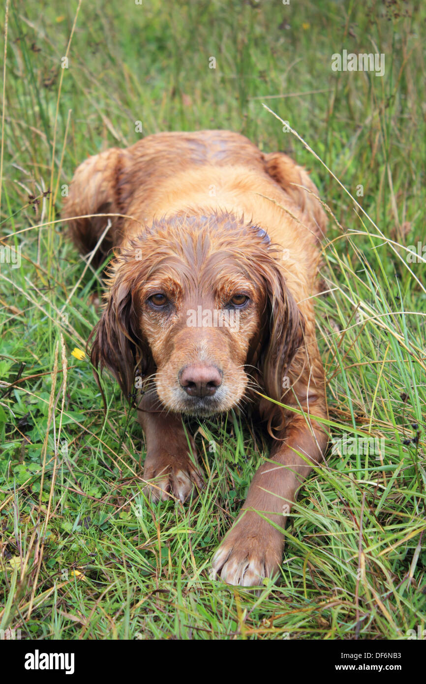 red coated retriever