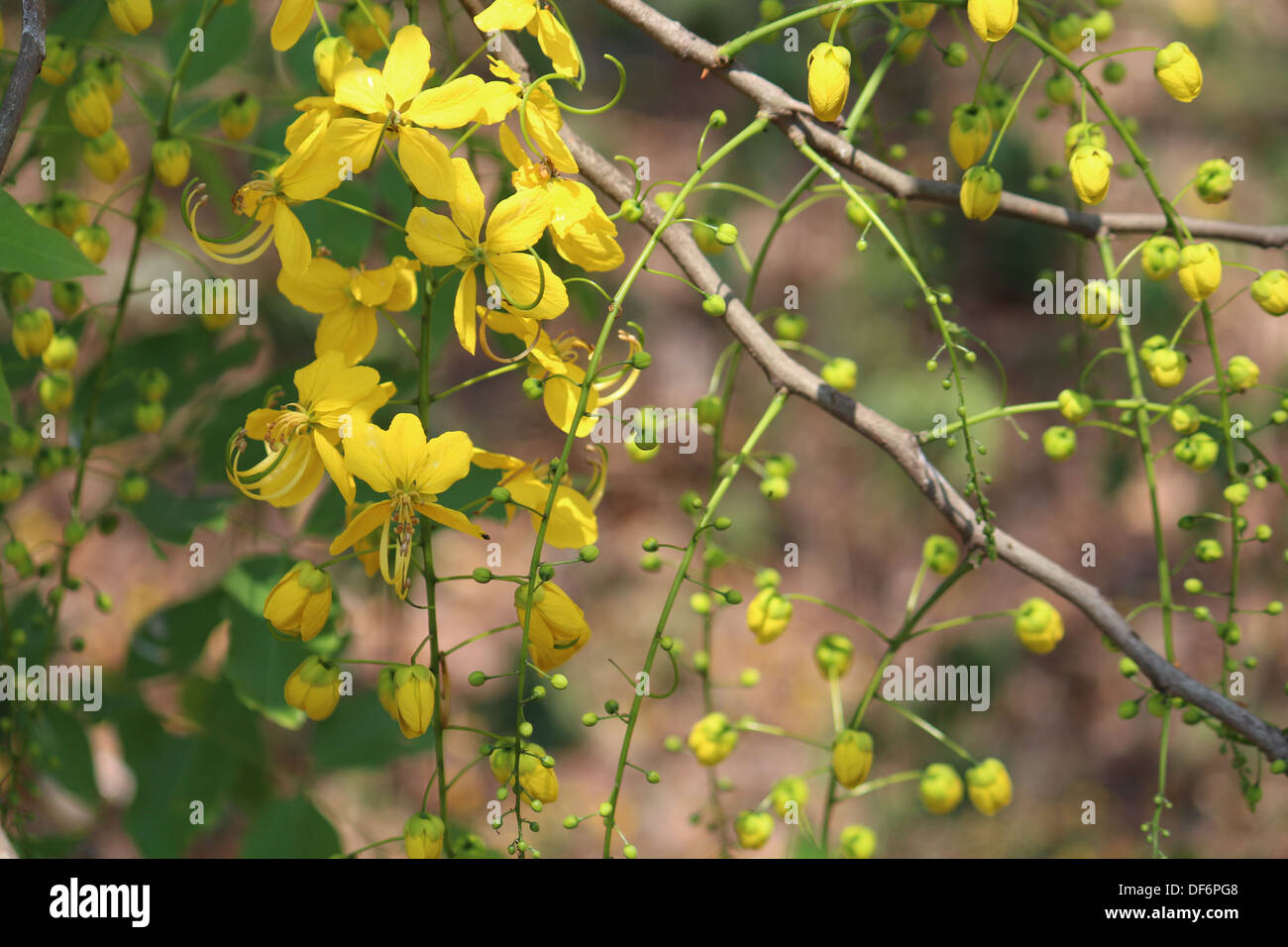 Yellow Flowers of  Indian Laburnum including flower bud Stock Photo