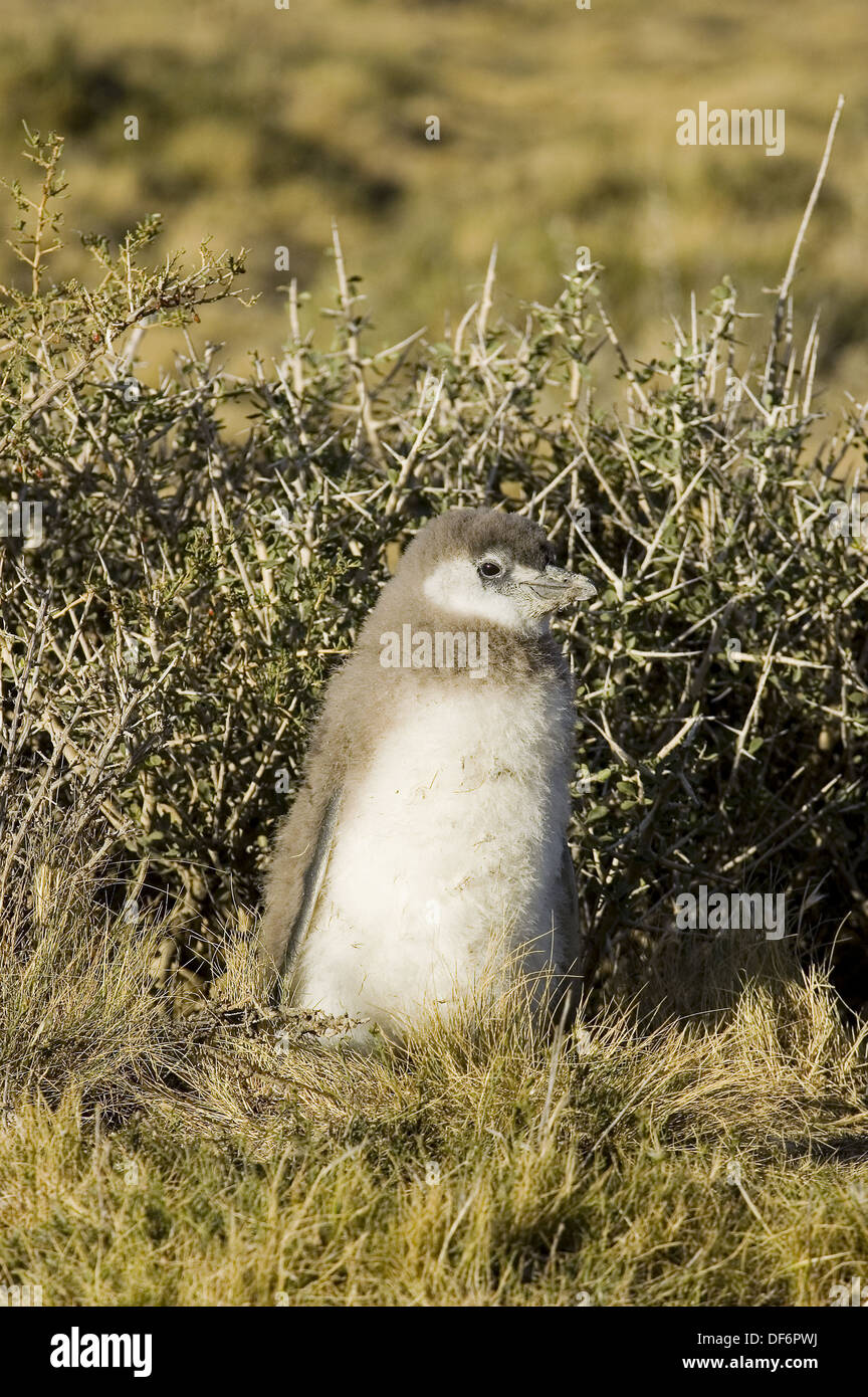 Magellanic penguin (baby). Santa Cruz, Patagonia, Argentina Stock Photo -  Alamy