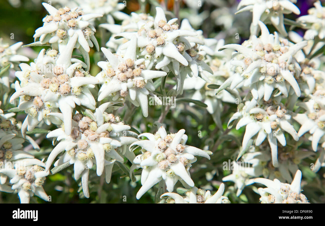 Famous flower Edelweiss (Leontopodium alpinum), symbol of alps Stock Photo
