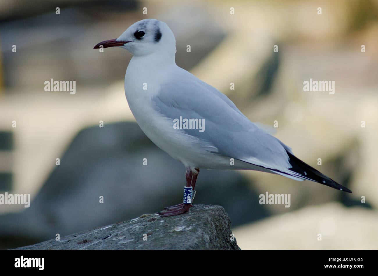 Bird Seagull Sea animal Stock Photo