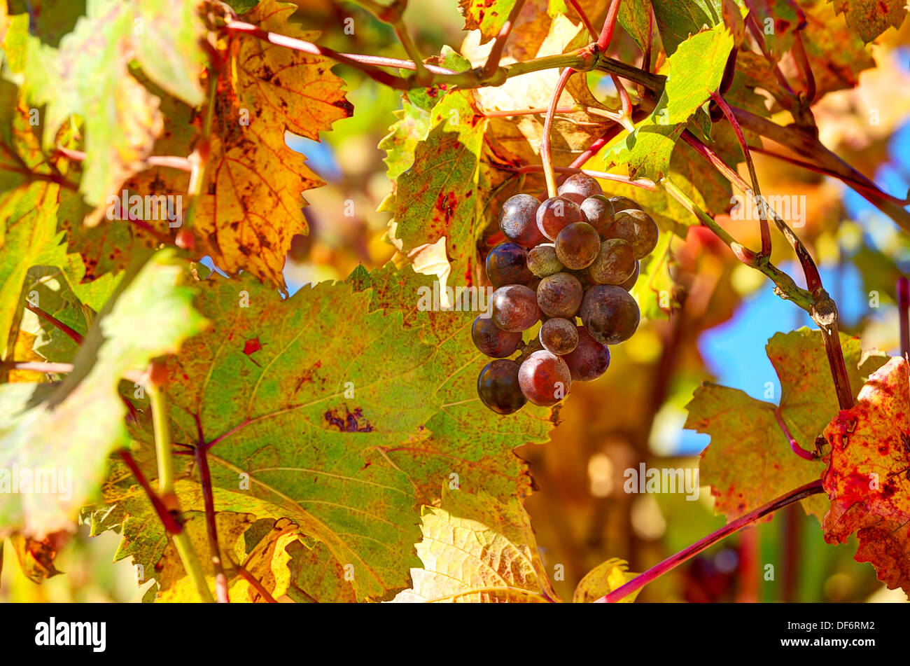 Closeup image of ripe grape among red,yellow and orange leaves on autumnal vineyard in Piedmont, Northern Italy. Stock Photo
