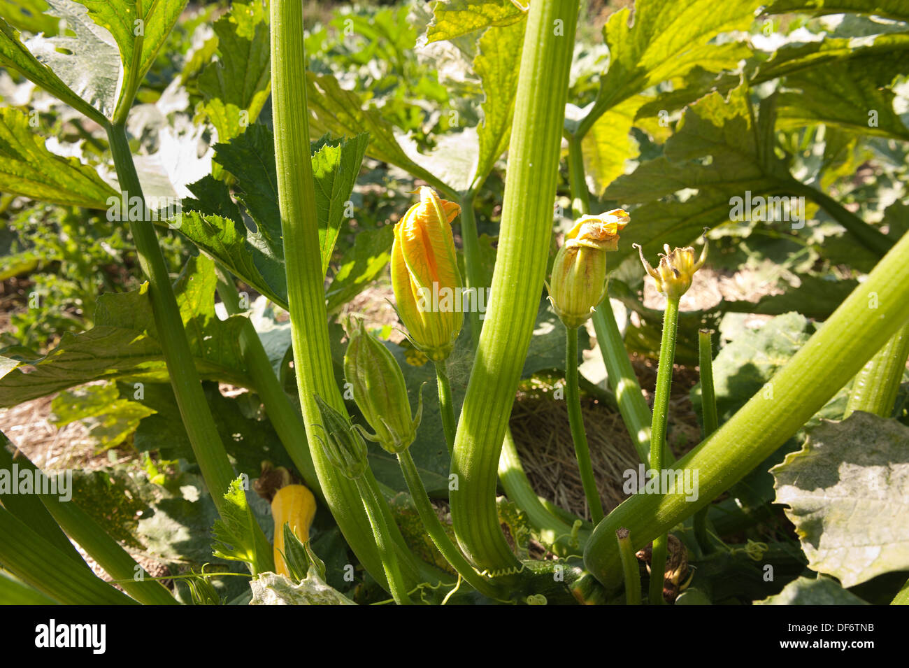 masses of marrow flowers on a single plant  ready for development and growth into mature vegetables Stock Photo