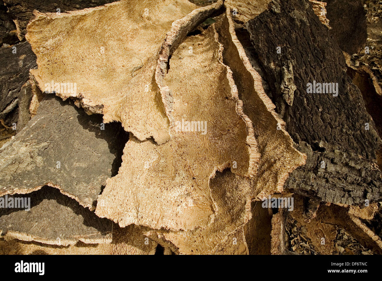 Cork tree bark removal, Arcornocales Natural Park. Cortes de la