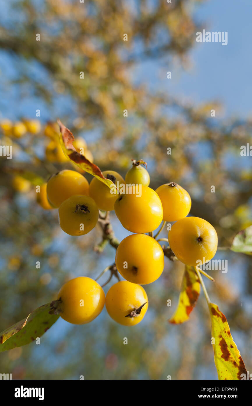 Crab apple Malus x zumi Golden Hornet with bright yellow ripening fruit in early autumn Stock Photo
