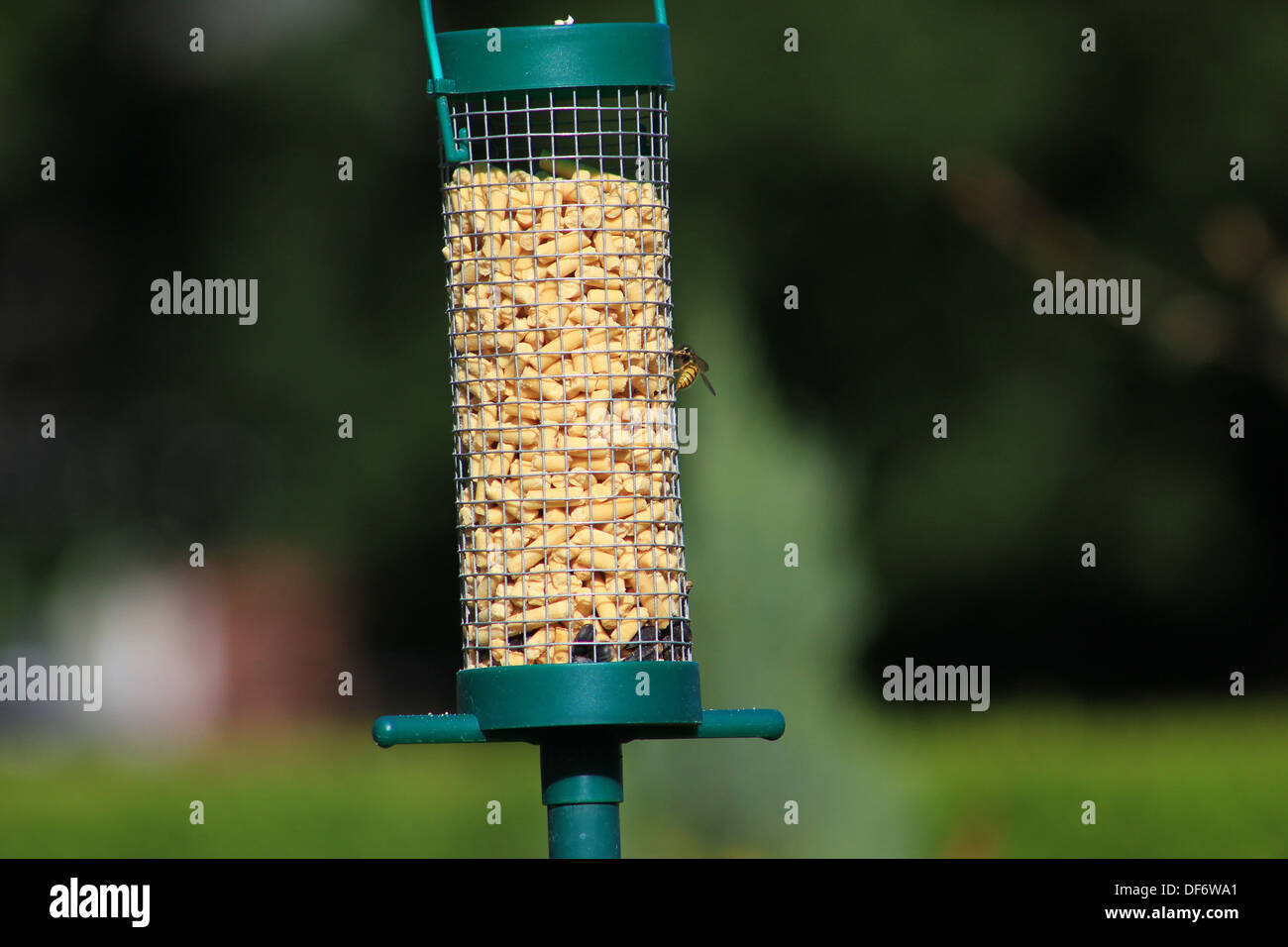 Suet pellets bird hires stock photography and images Alamy