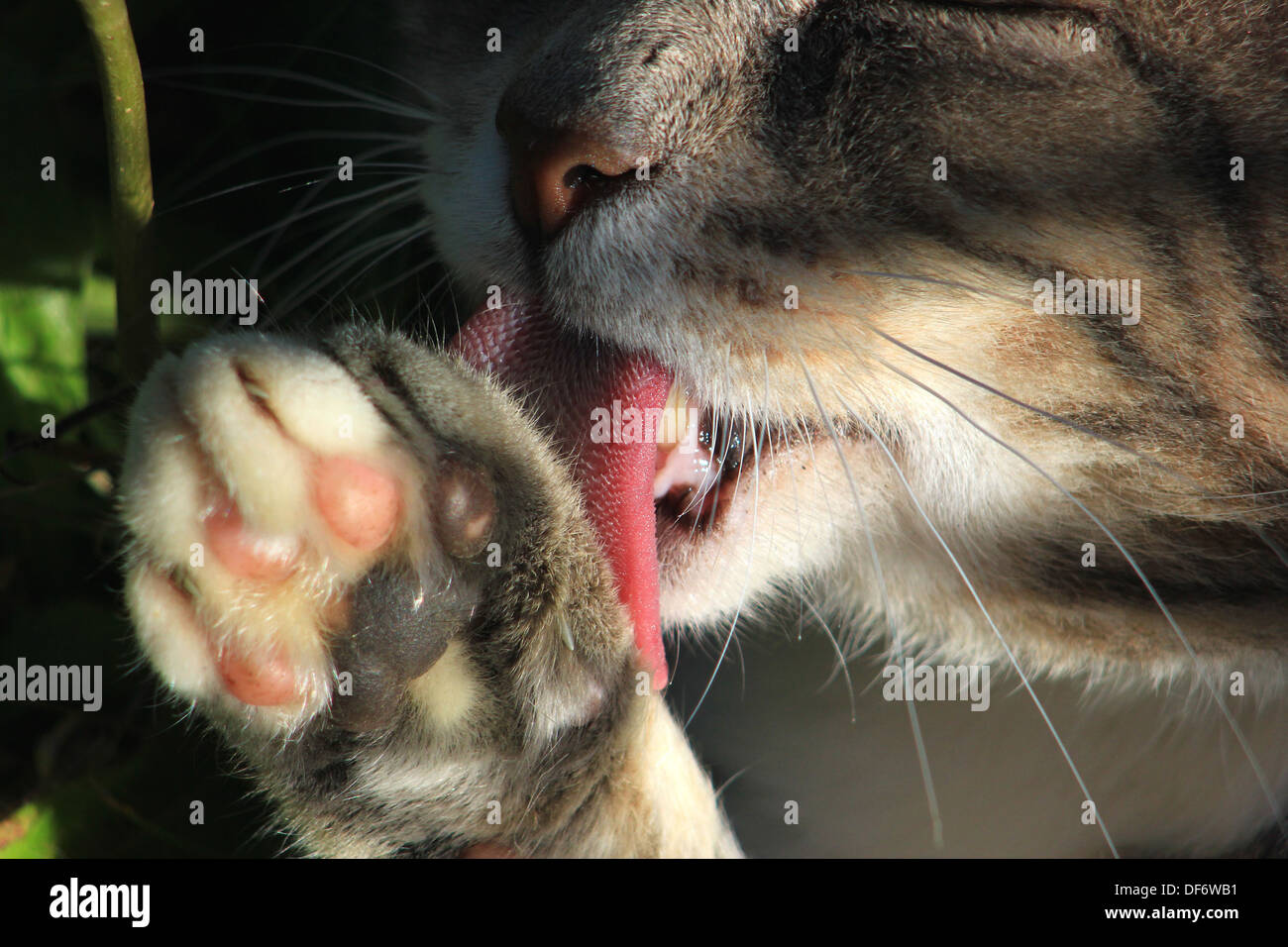 Cat licking paw Stock Photo Alamy