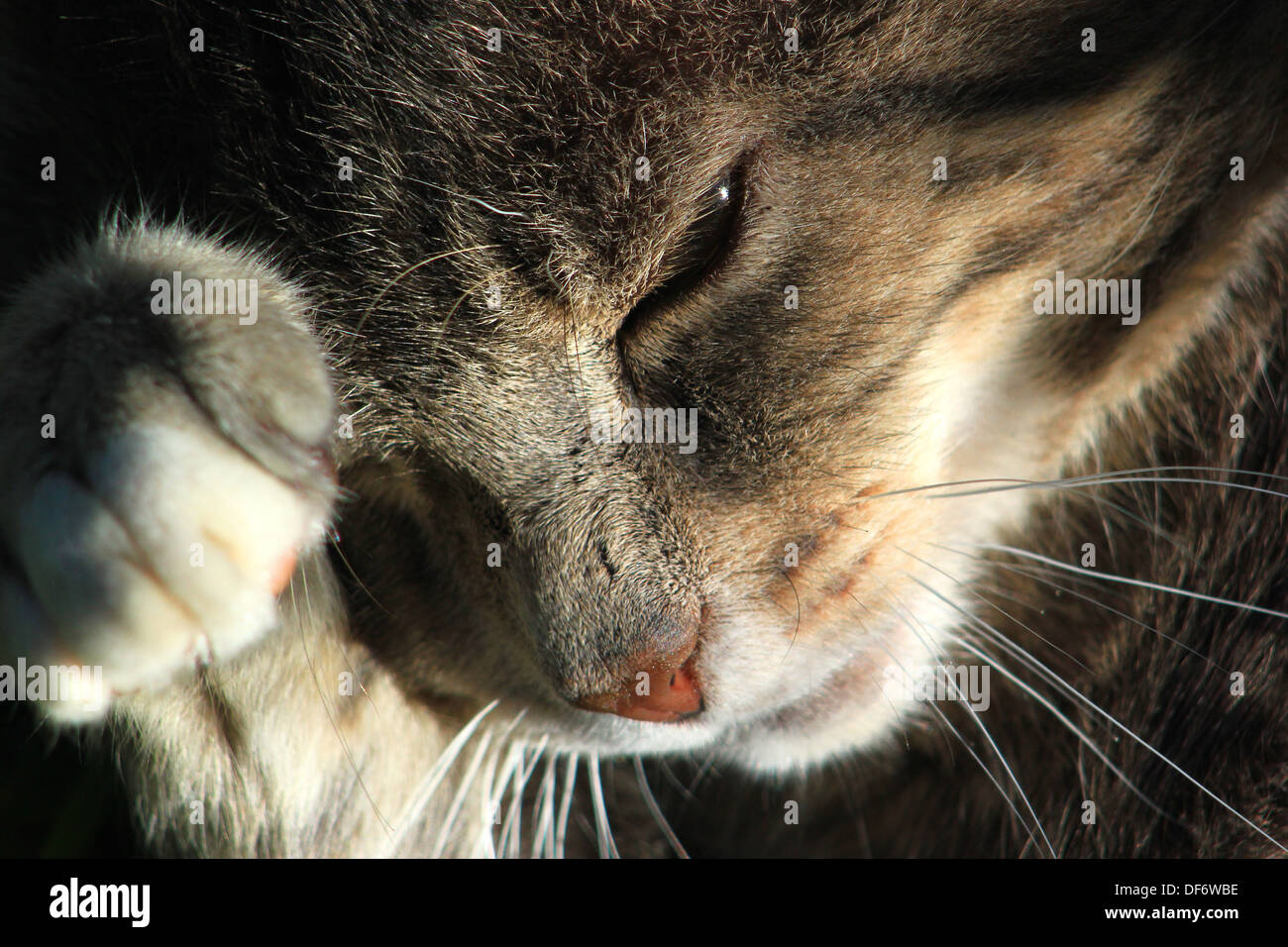 Cat paw hires stock photography and images Alamy