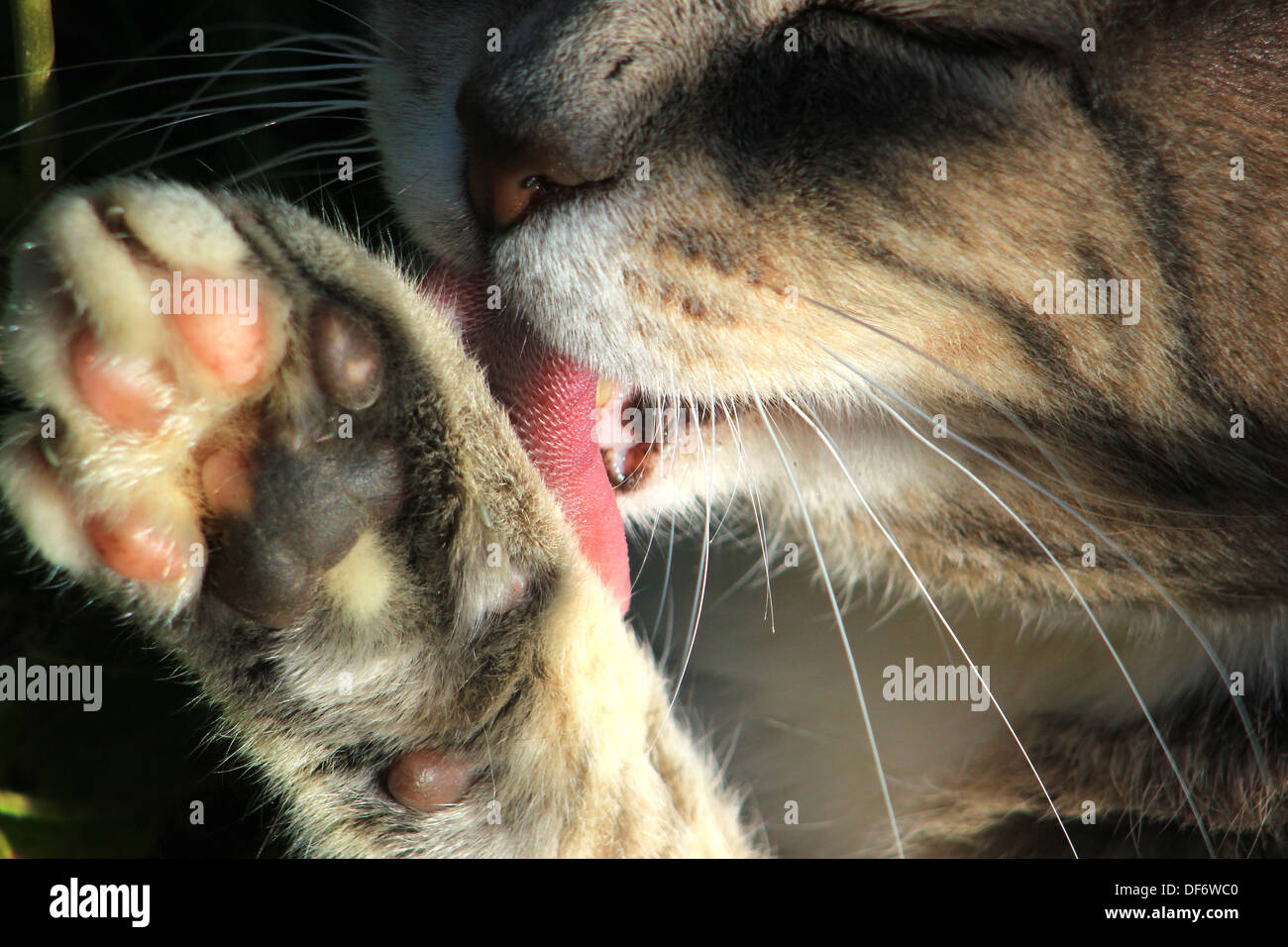 Cat licking paw Stock Photo Alamy