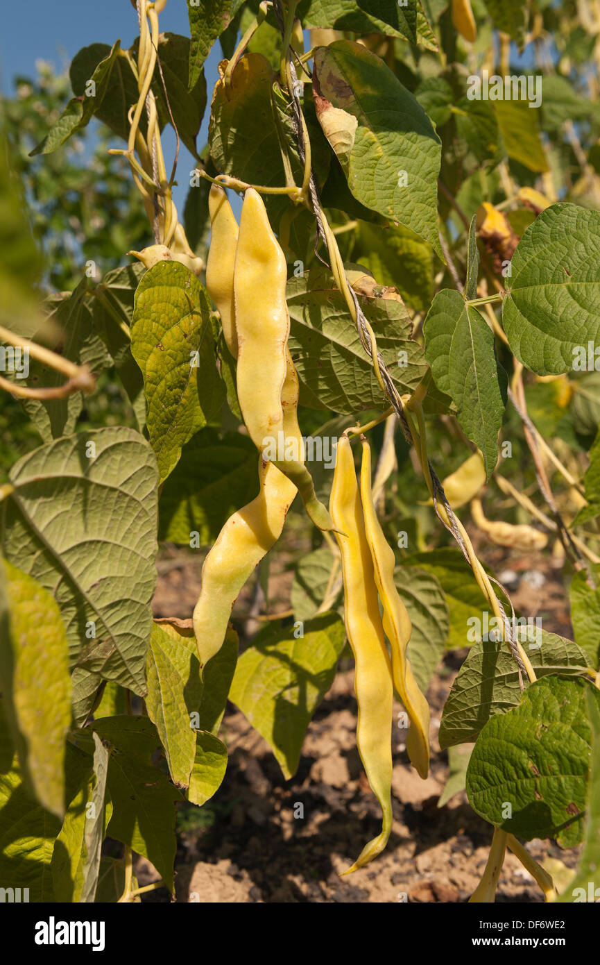 Climbing French runner bean Goldfield ripening in an organic allotment ...