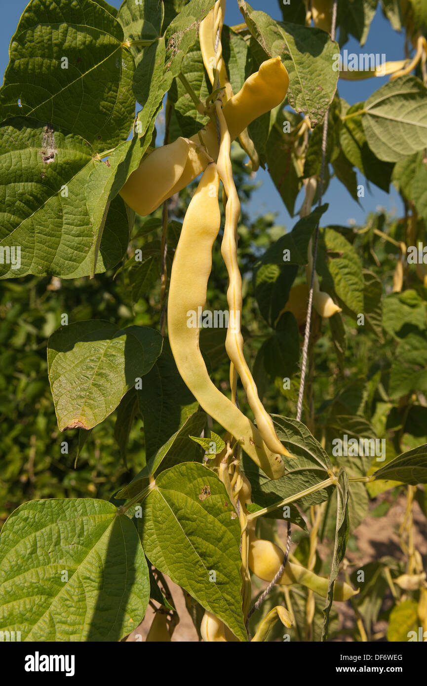 Climbing French runner bean Goldfield ripening in an organic allotment