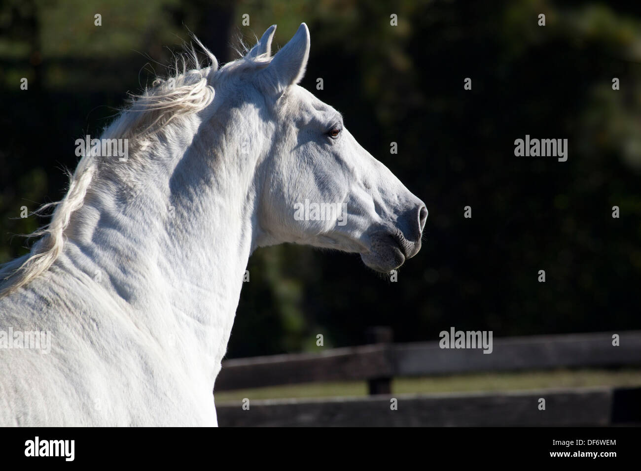 Andalusian horse hi-res stock photography and images - Alamy