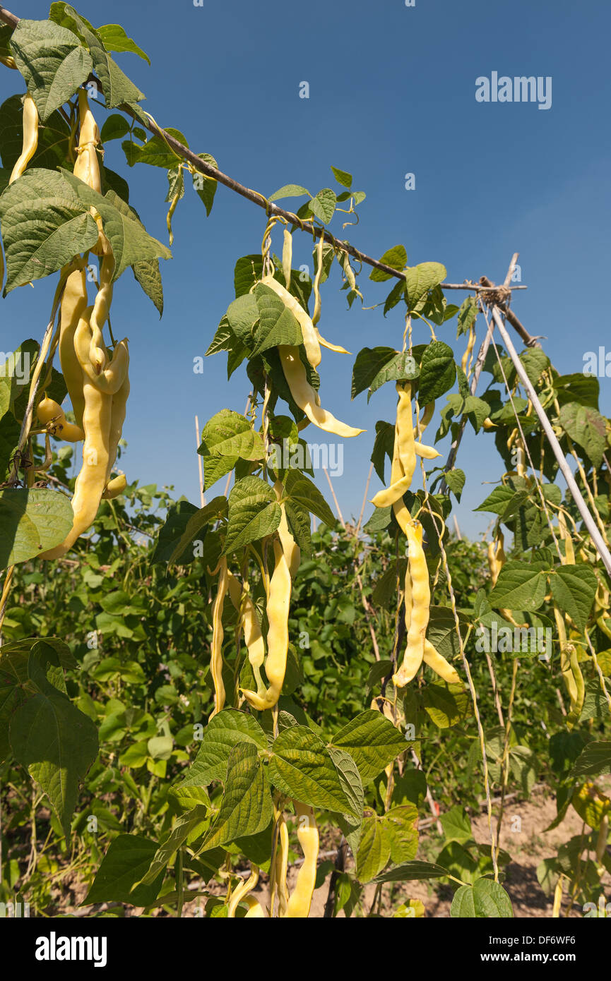 Climbing French runner bean Goldfield ripening in an organic allotment