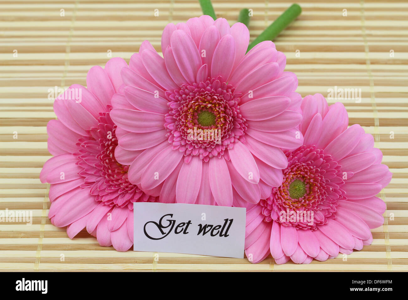 Get Well Card With Pink Gerbera Daisies Stock Photo Alamy get-well-card-with-pink-gerbera-daisies-stock-photo-alamy
