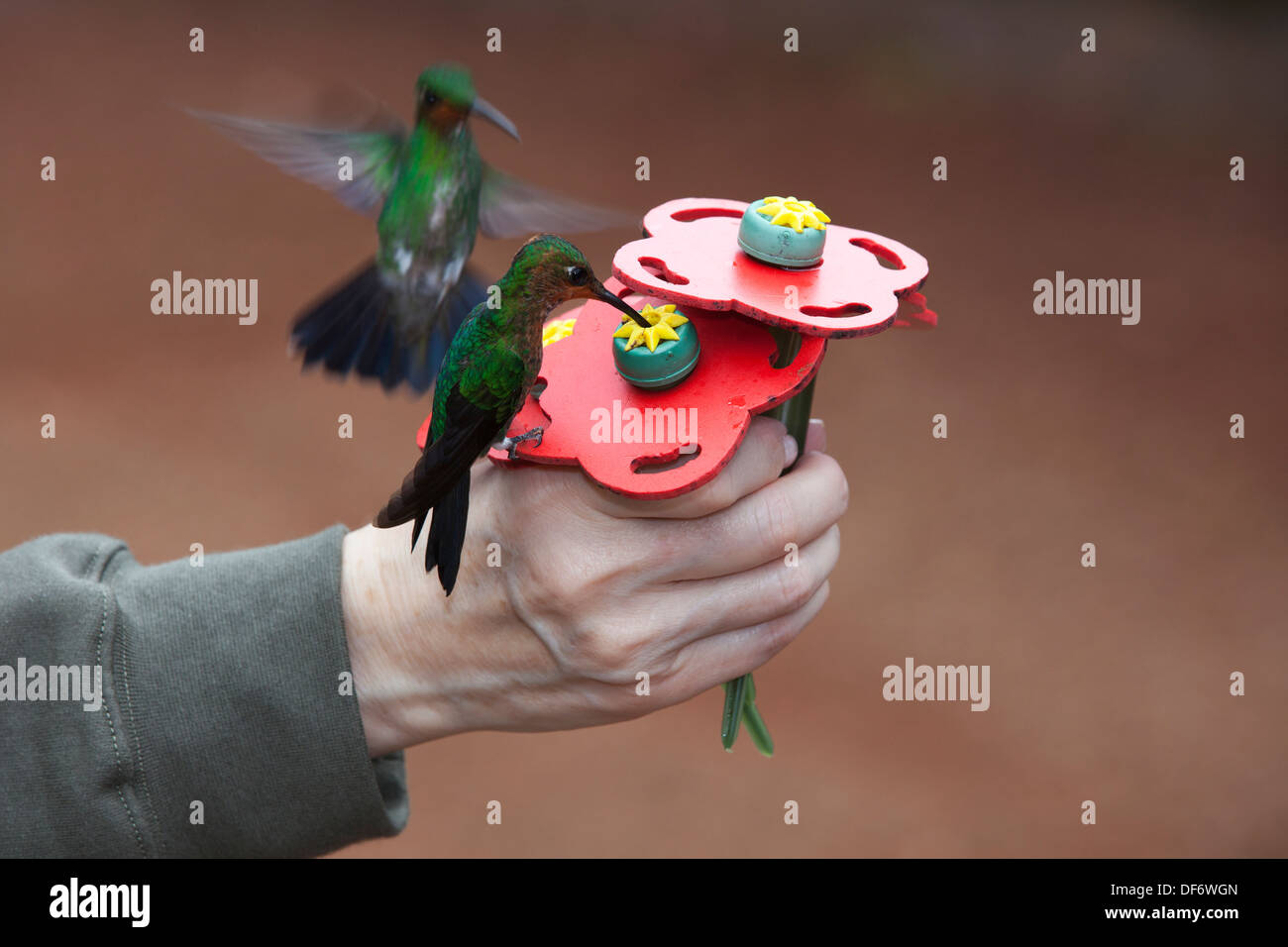 Hummingbird feeder woman hires stock photography and images Alamy