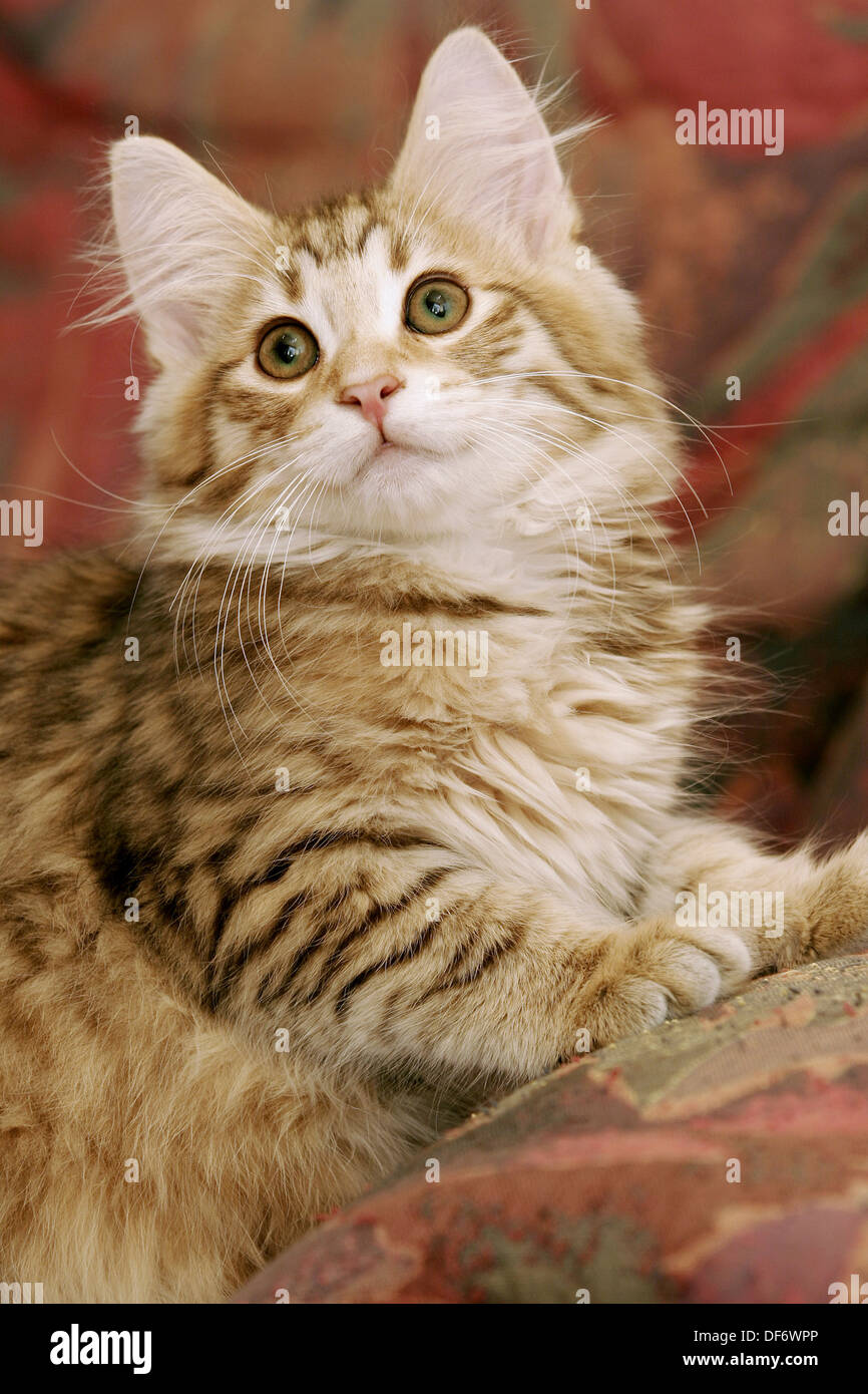 Norwegian Forest Cat, kitten Stock Photo Alamy
