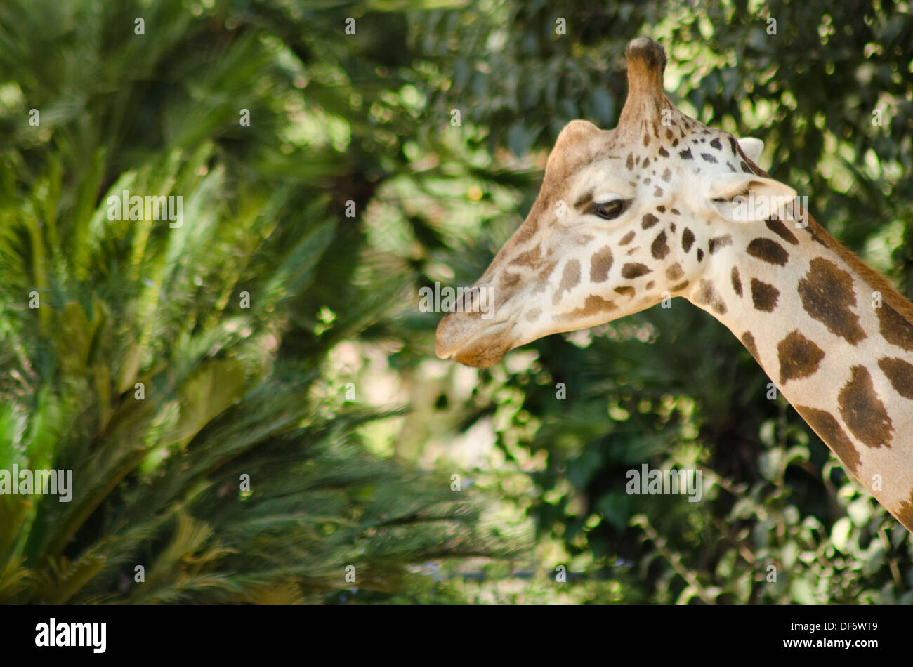 Europe, Spain, Barcelona, Zoo, Animals, giraffe Stock Photo