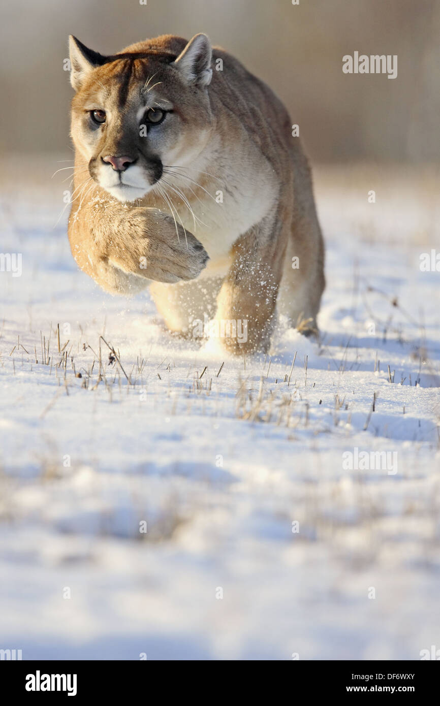 Mountain Lion (Felis concolor). Minnesota, USA Stock Photo Alamy