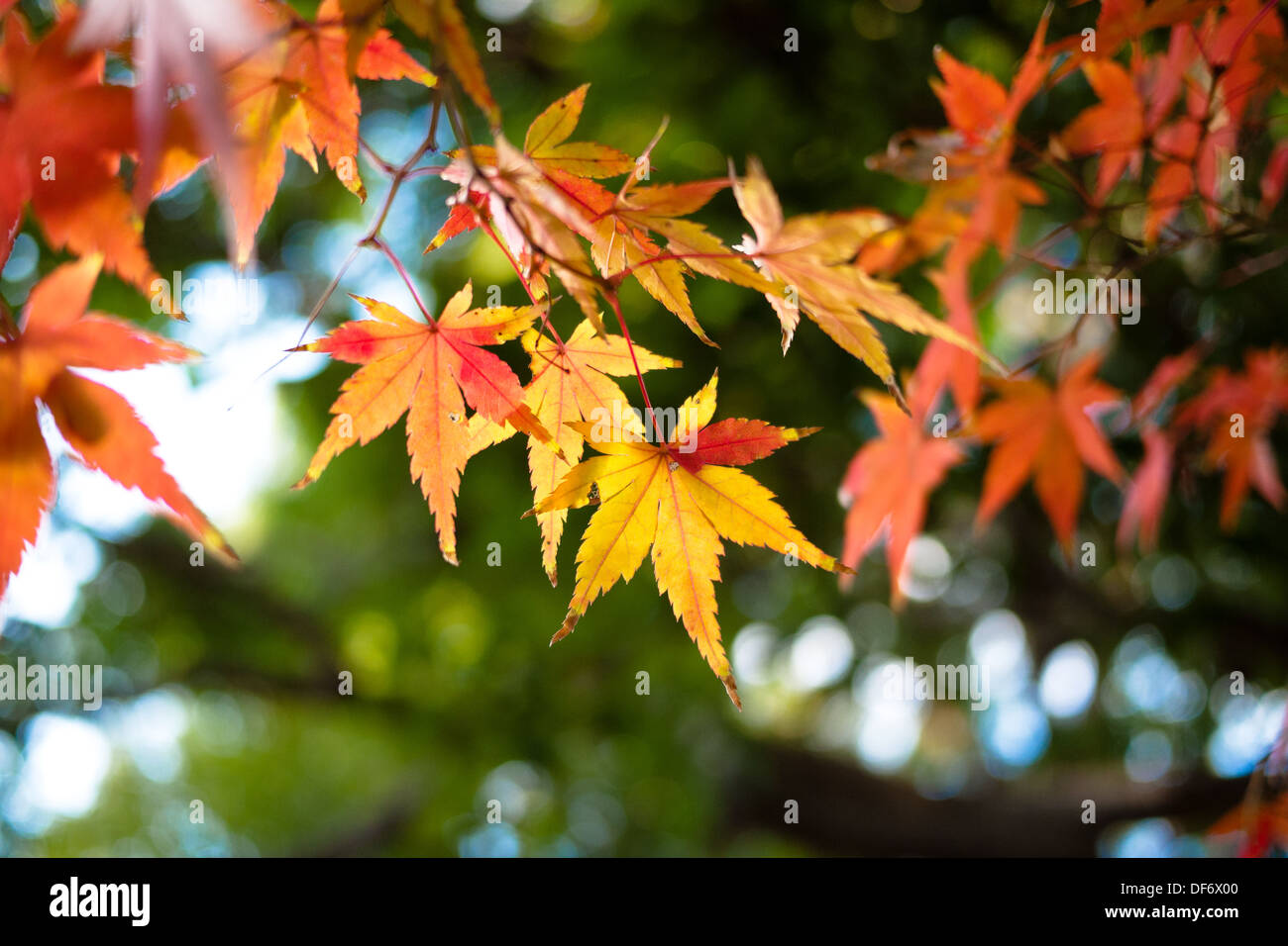 Small beautiful foliage of a Japanese maple tree (Acer palmatum) in the