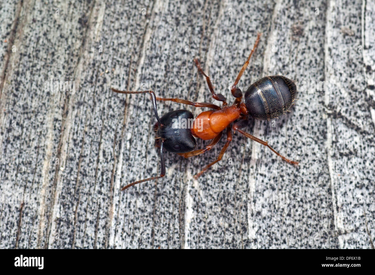 Ant, black orange color Stock Photo Alamy