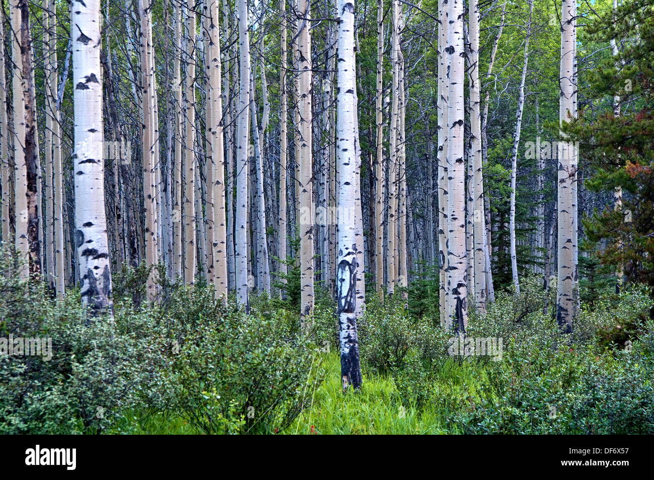 Birch wood forest Stock Photo Alamy