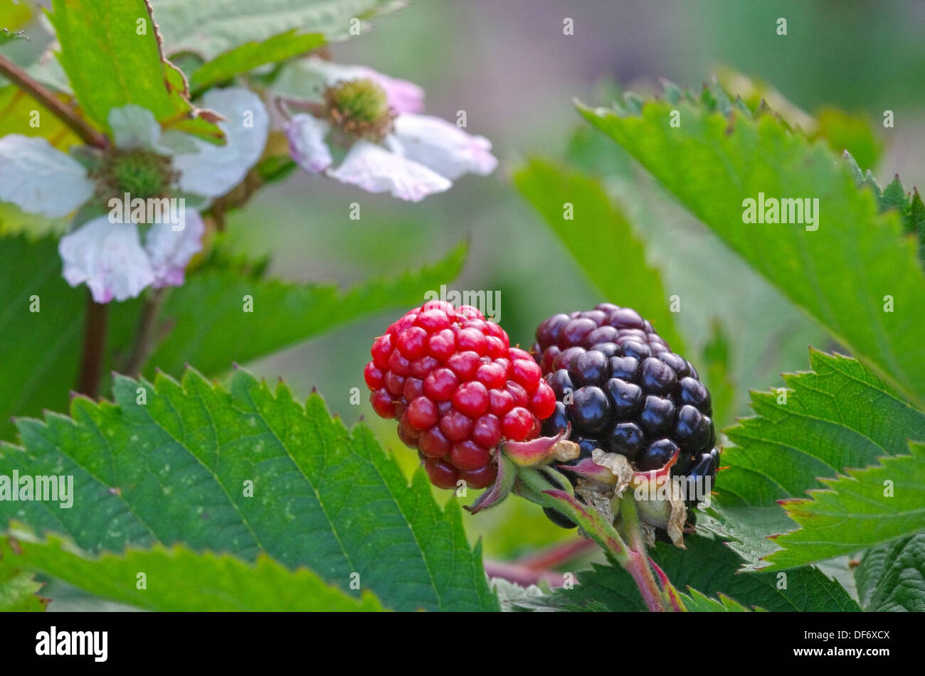 Blackberry plant flowers, red and black fruits Stock Photo Alamy