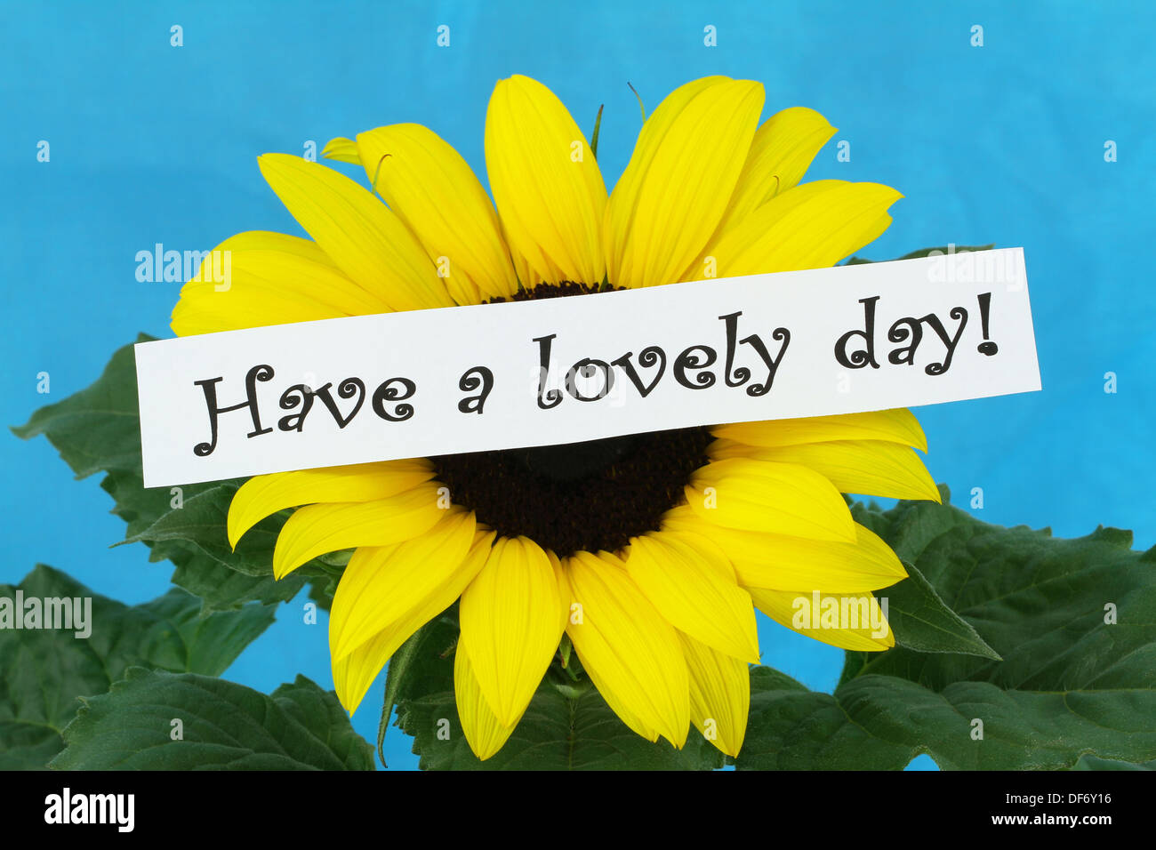 Have a lovely day card with sunflower Stock Photo