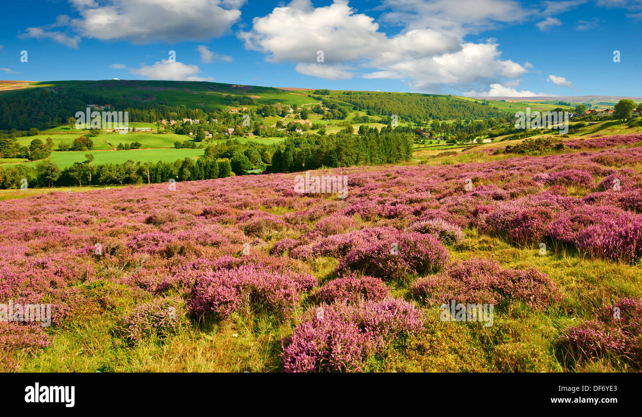 Heather blooming on the Eskdale valley moor. Castleton , Eskdale, North Yorks National Park, North Yorkshire, England Stock Photo