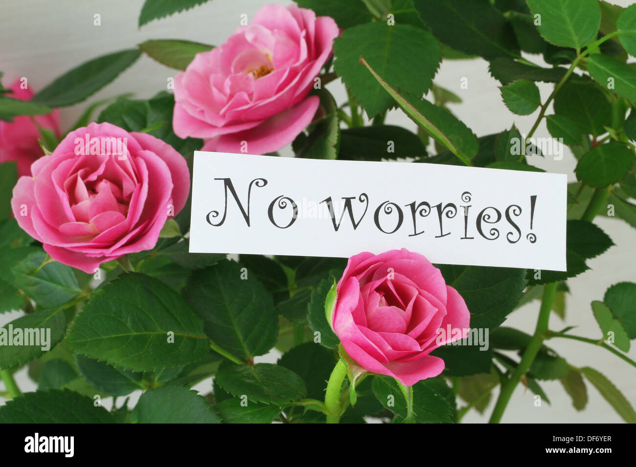 No worries card with pink wild roses Stock Photo