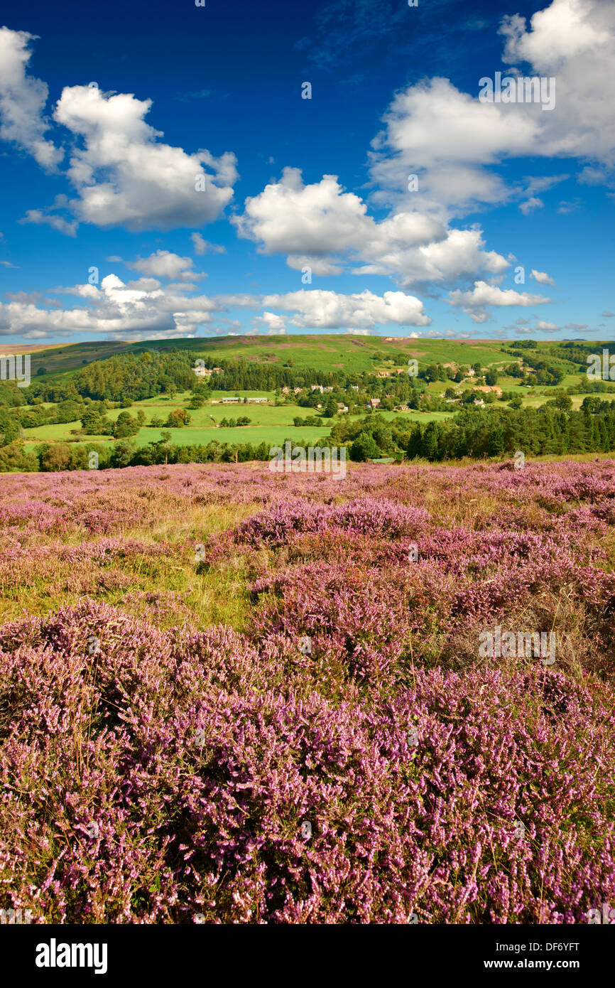 Heather blooming on the Eskdale valley moor. Castleton , Eskdale, North Yorks National Park, North Yorkshire, England Stock Photo