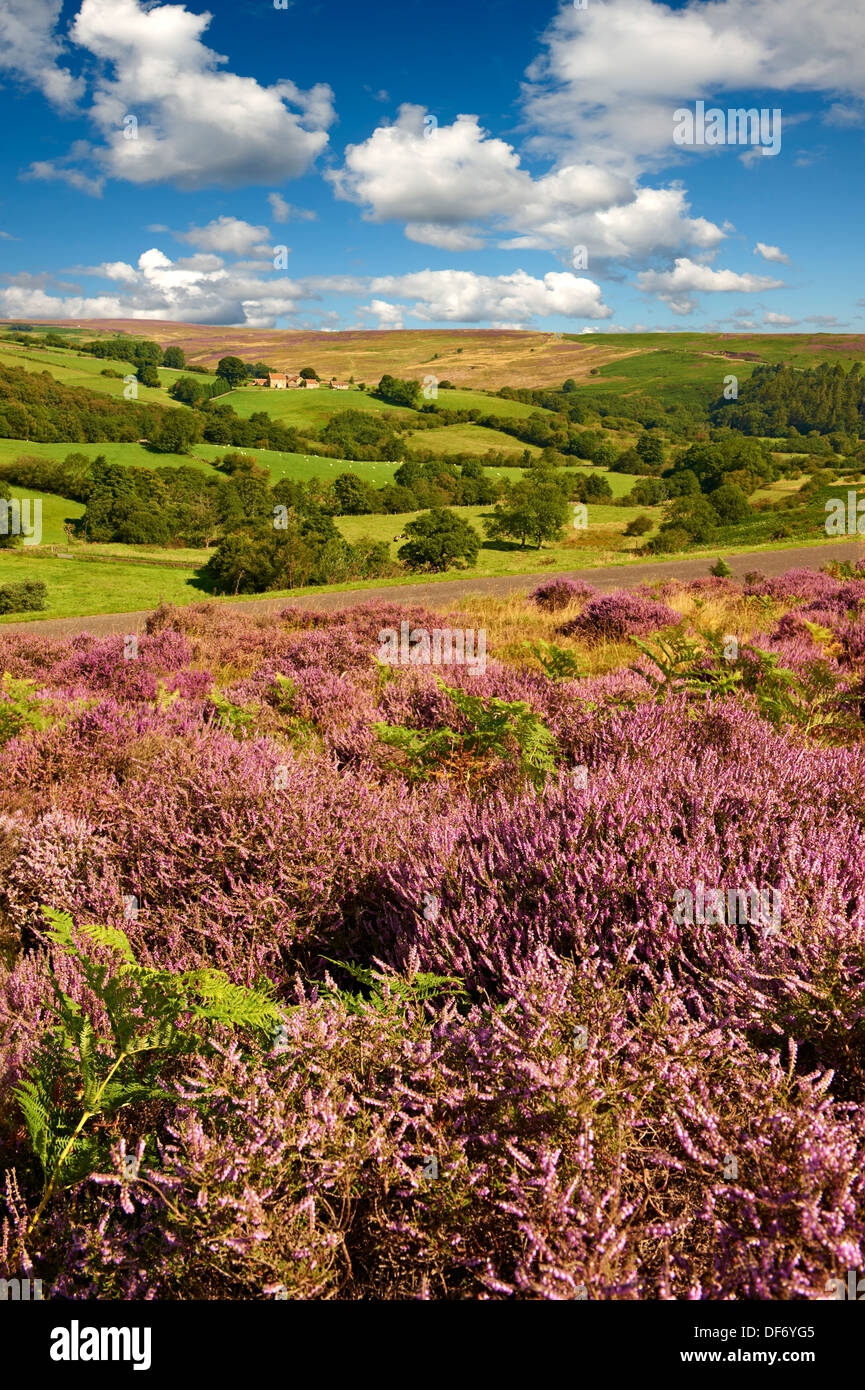 Heather blooming on the Eskdale valley moor. Castleton , Eskdale, North Yorks National Park, North Yorkshire, England Stock Photo