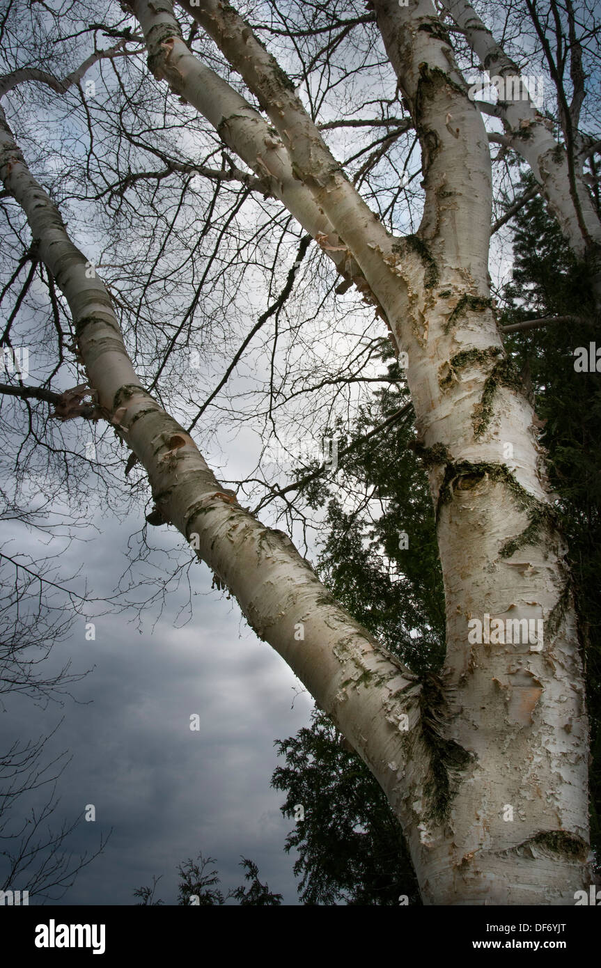White birch forest in quebec hi-res stock photography and images - Alamy