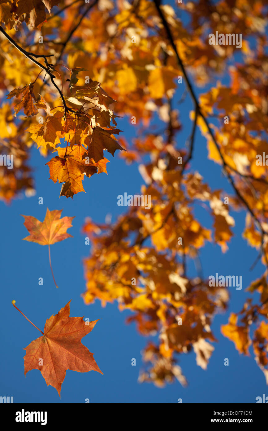 Autumn park trees with yellow leaves in the wood Stock Photo - Alamy