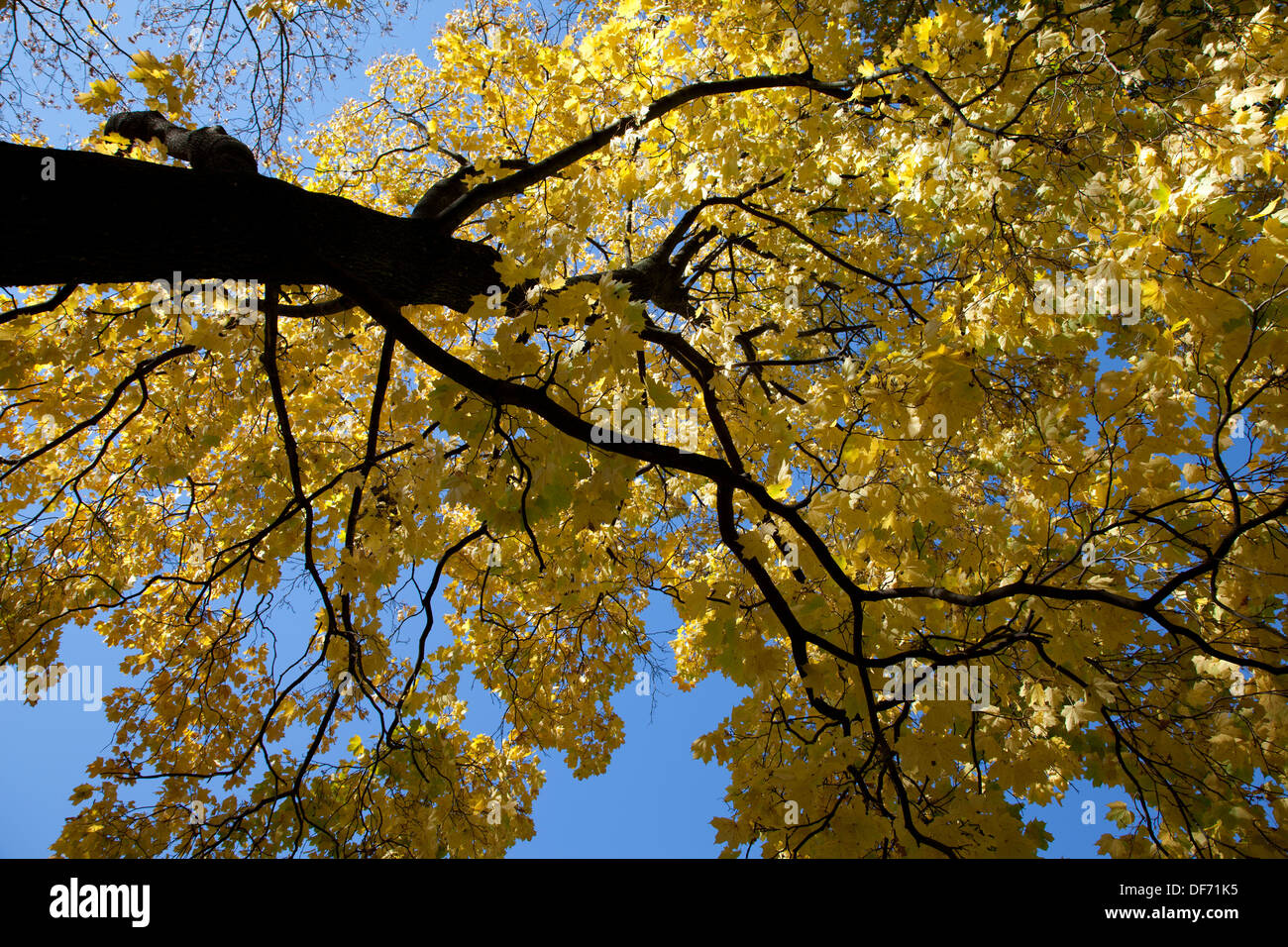 Autumn park trees with yellow leaves in the wood Stock Photo - Alamy