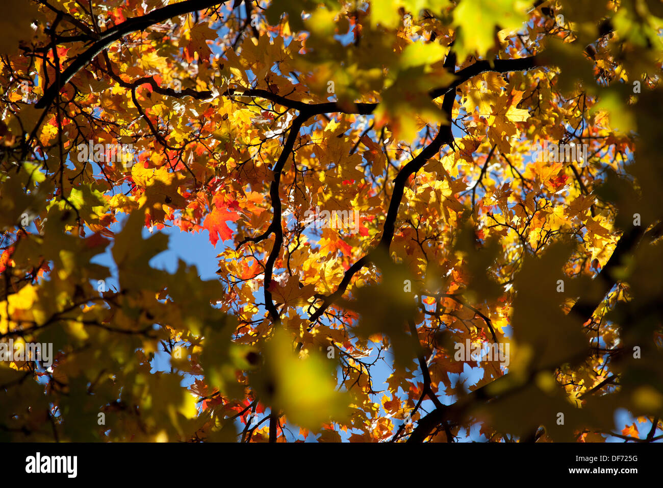 Autumn park trees with yellow leaves in the wood Stock Photo - Alamy