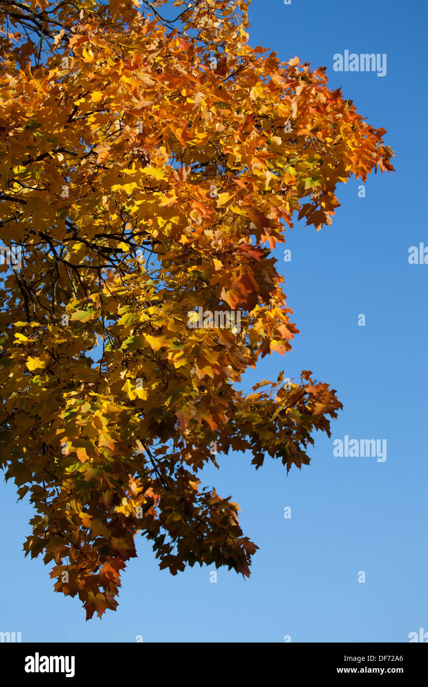 Autumn park trees with yellow leaves in the wood Stock Photo - Alamy