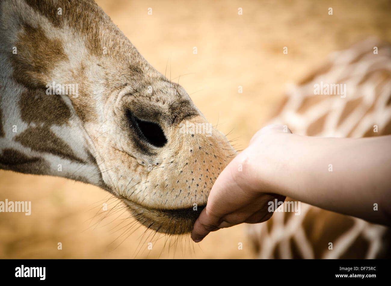 Giraffe Eating from Woman's Hand Stock Photo
