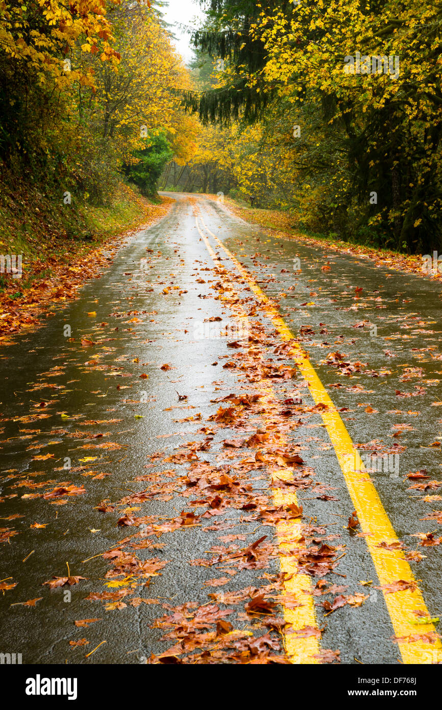 The road is slick and wet during fall rain with Autumn leaves Stock