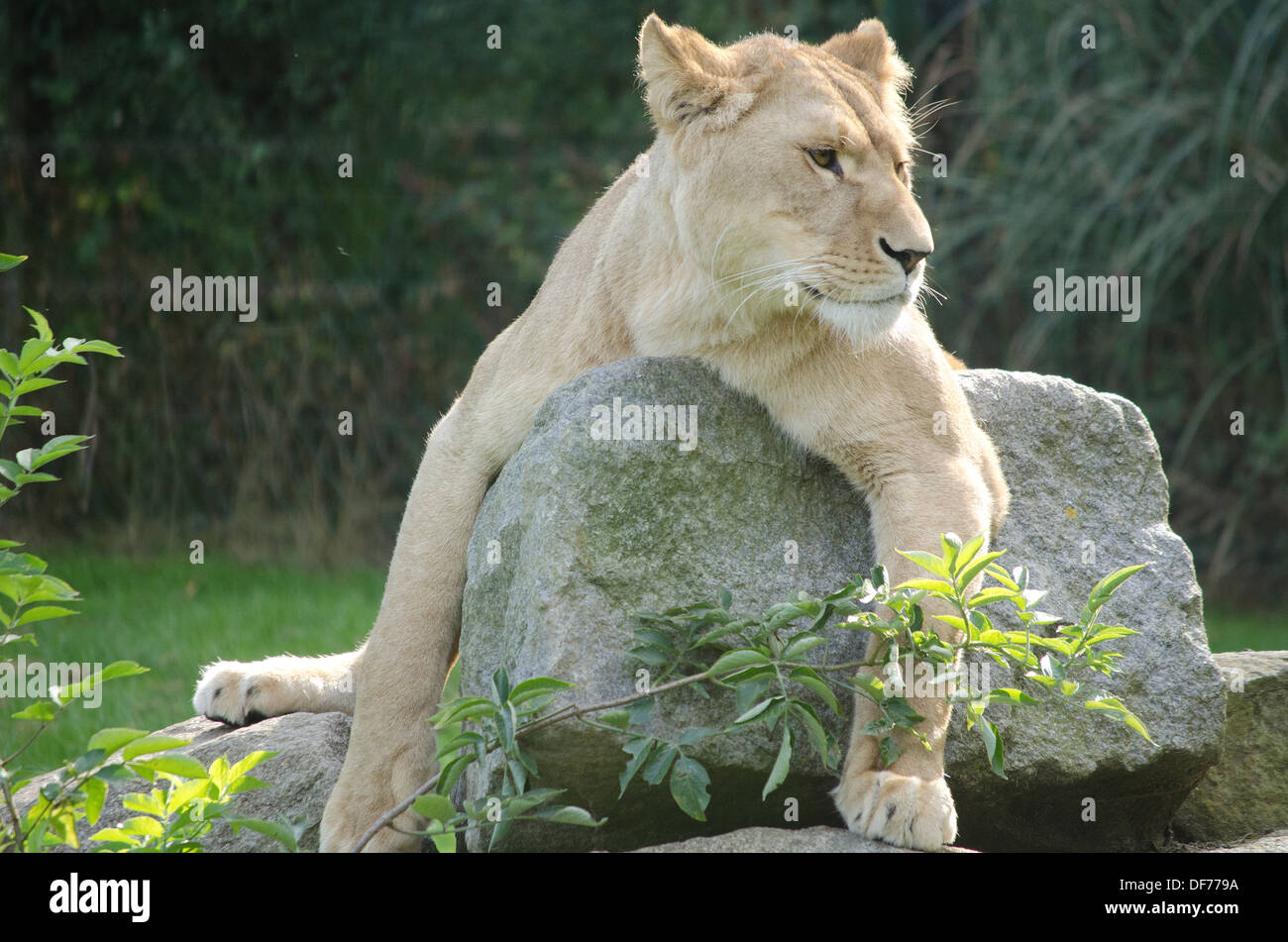 France,Bretagne,Pleugueneuc Village,Zoo Boubansais,Lioness, animal, Animals Stock Photo
