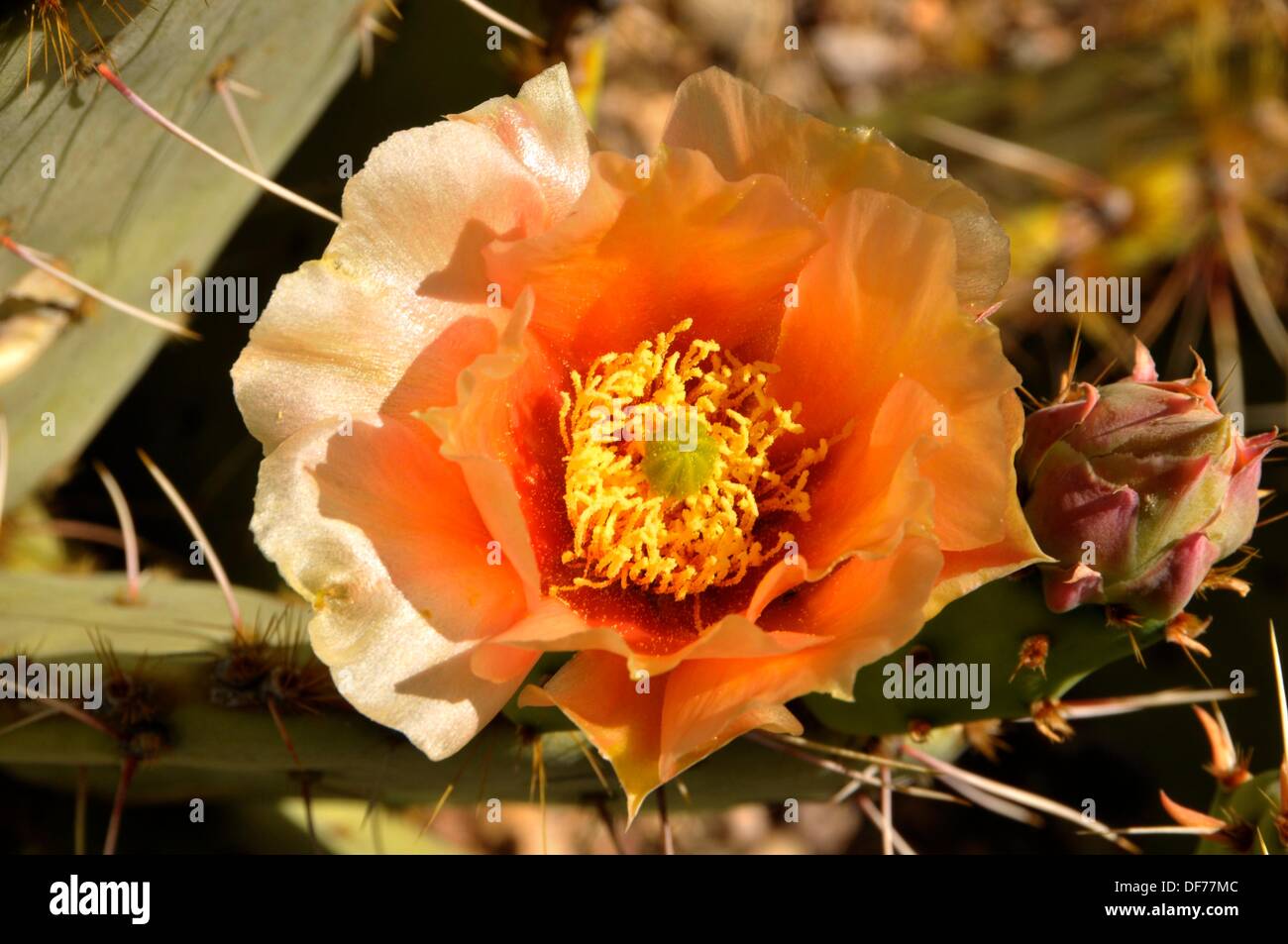 Blooming Cactus Apple Saguaro National Park Tucson Arizona Stock Photo