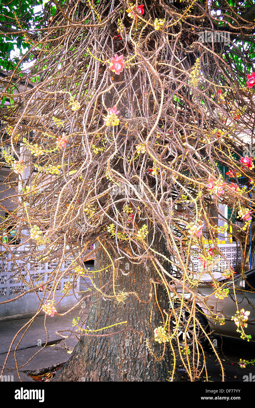 Sala tree hi-res stock photography and images - Alamy
