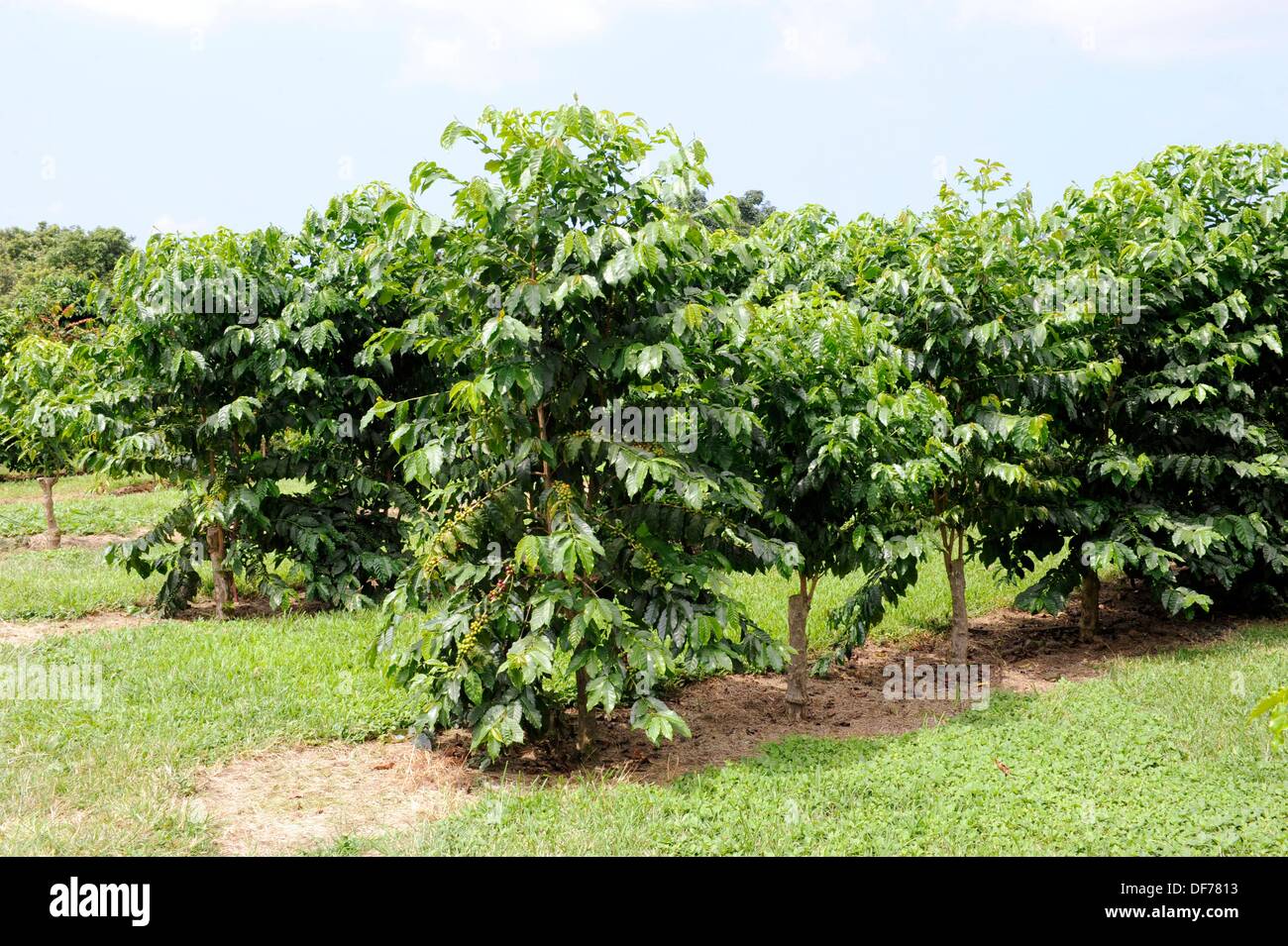 Coffee Bean Plants Kona Hawaii Pacific Ocean Stock Photo - Alamy
